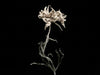 Edelweiss